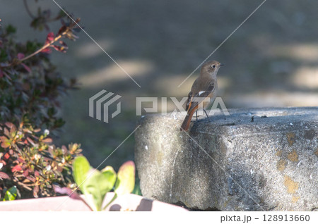 ジョウビタキ（メス） 日なたで羽を休める 128913660