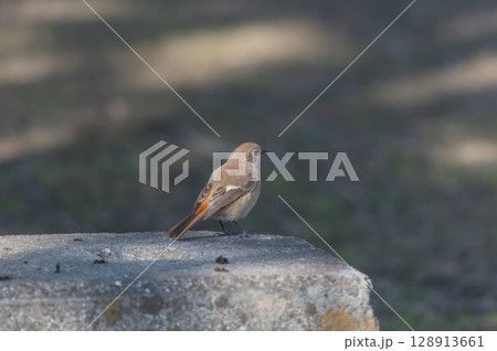 ジョウビタキ（メス） 日なたで羽を休める 128913661