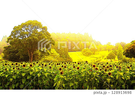 花壇いっぱいに咲くヒマワリの花 128913698