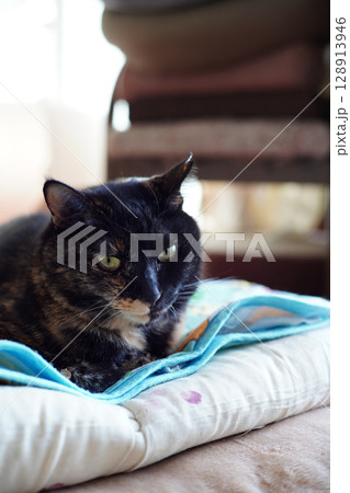 クッションの上でくつろぐトーティシェルの猫 クッションの上でくつろぐトーティシェルの猫 128913946
