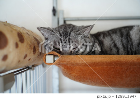 猫用のハンモックで寝ているシルバータビーの猫 128913947
