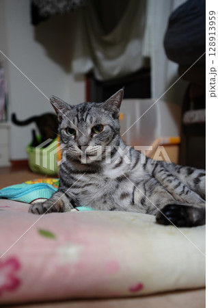 クッションの上でリラックスしているサバトラ猫 クッションの上でリラックスしているサバトラ猫 128913959
