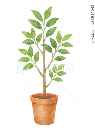 鉢植えの観葉植物の水彩イラスト(切り抜き素材) 鉢植えの観葉植物の水彩イラスト(切り抜き素材) 128914042