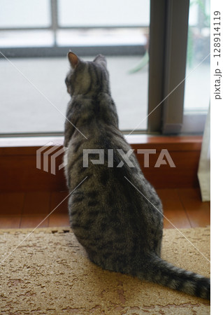 窓の外を眺めるサバトラ猫の後ろ姿 128914119