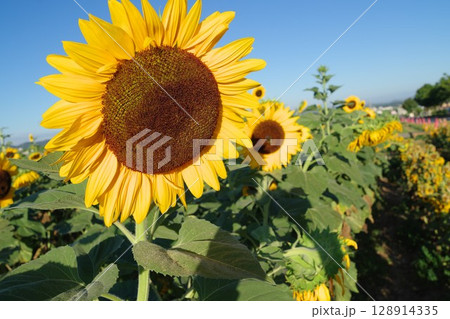 太陽のようなひまわり 太陽のようなひまわり 128914335