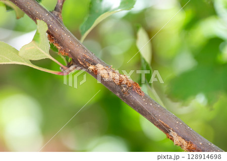 リンゴの木のカマキリの食害跡　クローズアップ 128914698