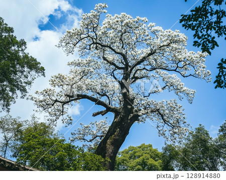Magnolia tree blooms under clear sky in Laopingshi Town, Guangdong Province during spring Magnolia tree blooms under clear sky in Laopingshi Town, Guangdong Province during spring 128914880