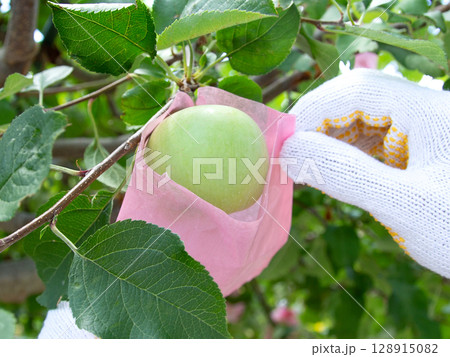 ふじリンゴ　有袋栽培「袋をかけてふじを栽培する」 128915082