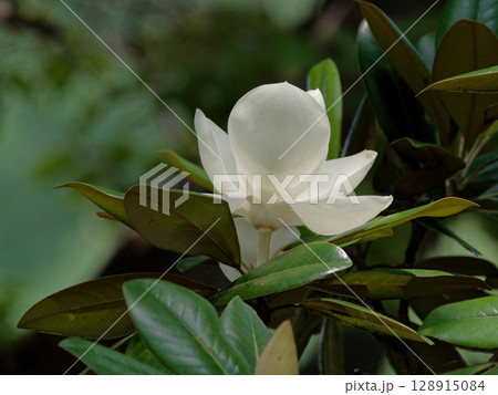 タイサンボク開花 タイサンボク開花 128915084