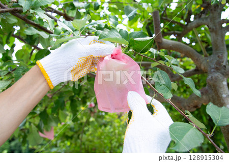 ふじリンゴ　有袋栽培「袋をかけてふじを栽培する」 128915304