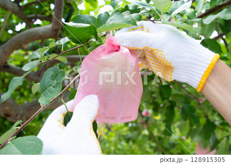 ふじリンゴ　有袋栽培「袋をかけてふじを栽培する」 128915305