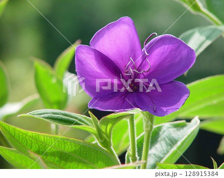 紫色の花を咲かせた植物のアップで撮影した写真 花(11月)シコンノボタン20 紫色の花を咲かせた植物のアップで撮影した写真 花(11月)シコンノボタン20 128915384