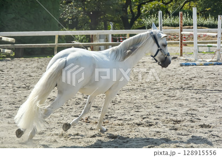 馬場を気持ち良さそうに走る白馬 128915556