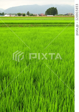 水稲 128915853