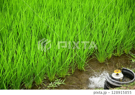 水稲 水稲 128915855
