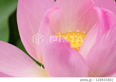 ハスの花に癒される 128915881