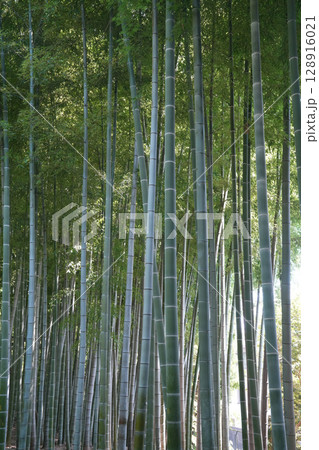 夏の殿ヶ谷戸庭園 128916021