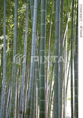 夏の殿ヶ谷戸庭園 128916022
