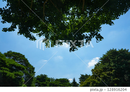 夏の殿ヶ谷戸庭園 128916204