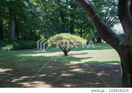 夏の殿ヶ谷戸庭園 夏の殿ヶ谷戸庭園 128916224