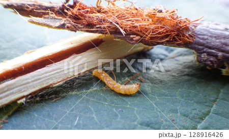 りんごの木のカミキリムシの幼虫（テッポウムシ）の食害被害 128916426