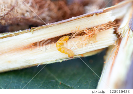 りんごの木のカミキリムシの幼虫(テッポウムシ)の食害被害 りんごの木のカミキリムシの幼虫(テッポウムシ)の食害被害 128916428
