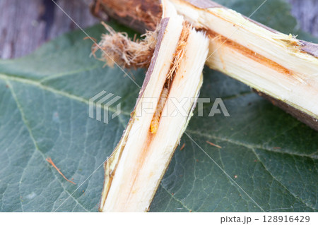 りんごの木のカミキリムシの幼虫(テッポウムシ)の食害被害 りんごの木のカミキリムシの幼虫(テッポウムシ)の食害被害 128916429