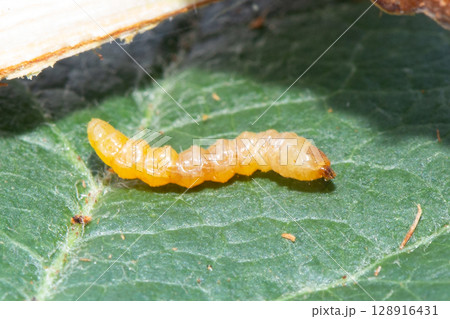 りんごの木のカミキリムシの幼虫(テッポウムシ)の食害被害 りんごの木のカミキリムシの幼虫(テッポウムシ)の食害被害 128916431