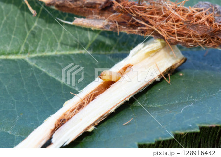 りんごの木のカミキリムシの幼虫(テッポウムシ)の食害被害 りんごの木のカミキリムシの幼虫(テッポウムシ)の食害被害 128916432