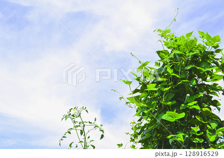 空に向かって元気に伸びるつる植物 128916529