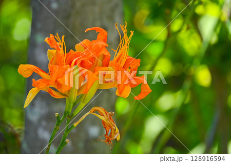 夏の野山に咲くヤブカンゾウ 128916594