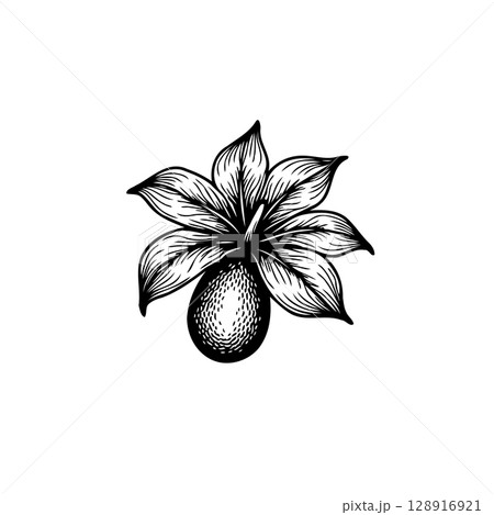Elegant botanical illustration of an exotic fruit with surrounding leaves in black and white Elegant botanical illustration of an exotic fruit with surrounding leaves in black and white 128916921