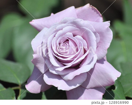 薔薇公園に紫色の薔薇の花が咲いています 128916990