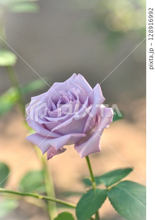 薔薇公園に紫色の薔薇の花が咲いています 128916992