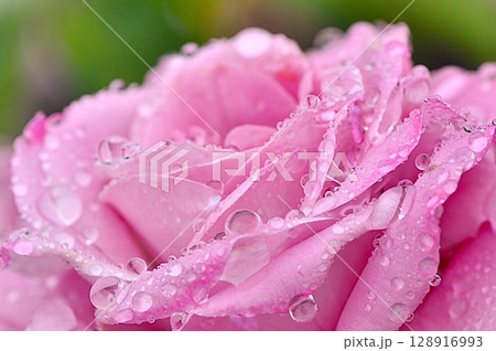 薔薇公園に紫色の薔薇の花が咲いています 128916993