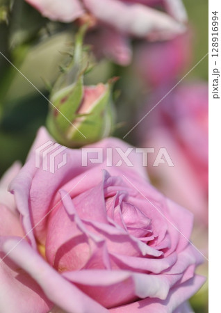 薔薇公園に紫色の薔薇の花が咲いています 薔薇公園に紫色の薔薇の花が咲いています 128916994