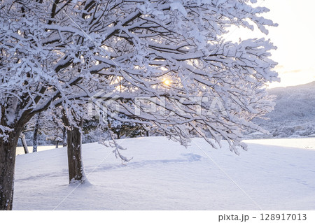 公園の新雪に朝日が差し込む風景 128917013