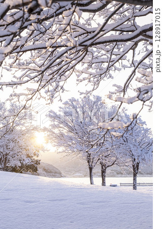公園の新雪に朝日が差し込む風景 128917015