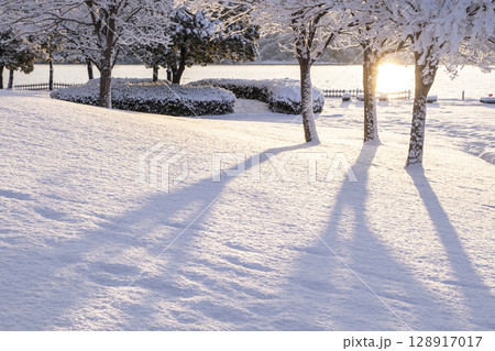 公園の新雪に朝日が差し込む風景 128917017