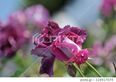 薔薇園に紫色の薔薇の花が咲いています 薔薇園に紫色の薔薇の花が咲いています 128917074
