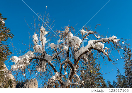 Snow-covered trees in Yosemite national park 128917106
