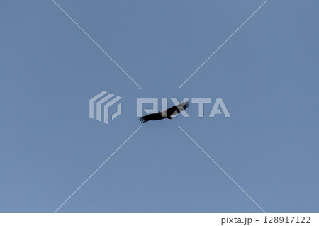 African fish eagle over the Okavango African fish eagle over the Okavango 128917122