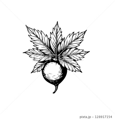 Elegant depiction of fruit encompassed by leaf, showcasing intricate details 128917154