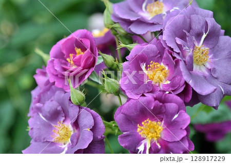 薔薇園に紫色の薔薇の花が咲いています 128917229