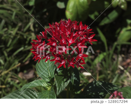 鮮やかな赤が目を引く星形の花ペンタス 128917294