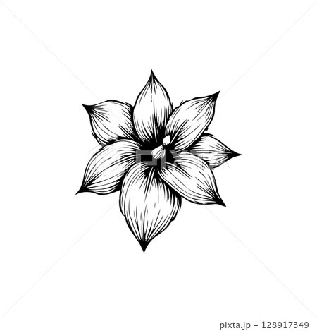 Elegant monochrome flower illustration, detailed linework botanical drawing isolated Elegant monochrome flower illustration, detailed linework botanical drawing isolated 128917349