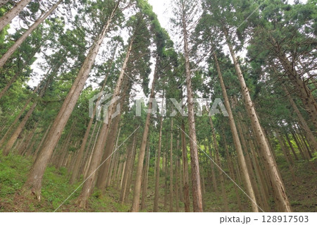 杉林を下から仰ぎ見る 杉林を下から仰ぎ見る 128917503