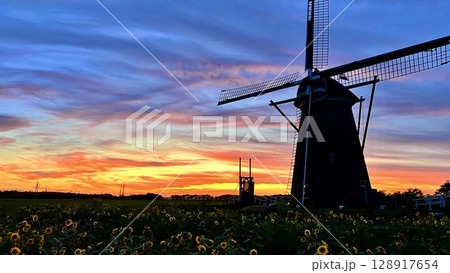 【千葉県佐倉市】夕暮れ 佐倉ふるさと広場ひまわり畑の風車 【千葉県佐倉市】夕暮れ 佐倉ふるさと広場ひまわり畑の風車 128917654