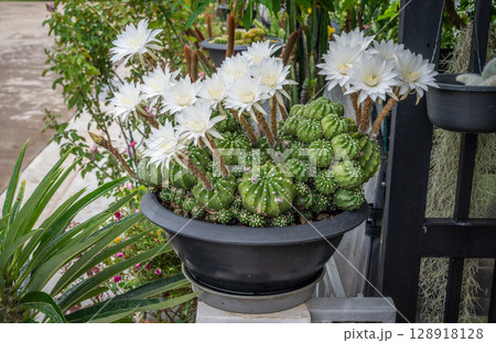 Echinopsis subdenudata cactus with white flowers blooming. Echinopsis cactus they are fairly easy to grow and are extremely well adapted to drought. 128918128