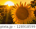 himawari 128918599